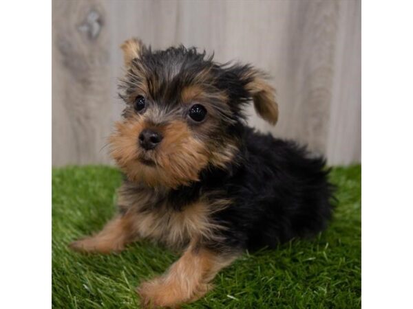 Yorkshire Terrier DOG Male Black / Tan 29176 Petland Frisco, Texas