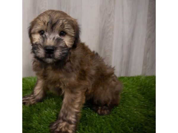 Soft Coated Wheaten Terrier-DOG-Male-Wheaten-29174-Petland Frisco & Mckinney, Texas