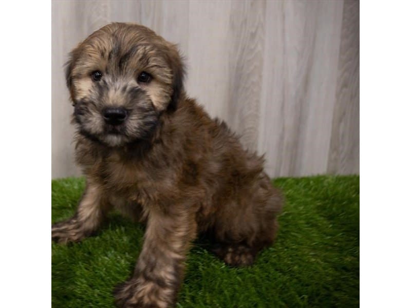 Soft Coated Wheaten Terrier-DOG-Male-Wheaten-3447874-Petland Frisco, Texas