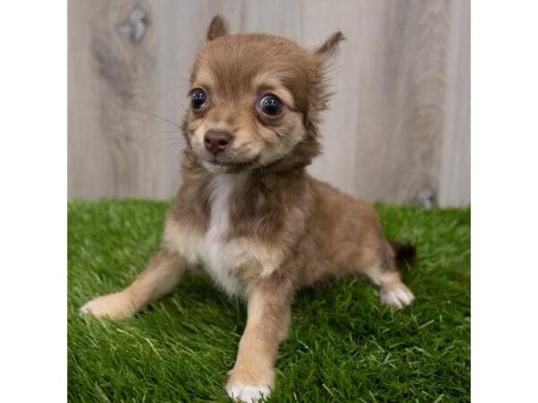 Chihuahua-DOG-Female-Fawn-29171-Petland Frisco, Texas