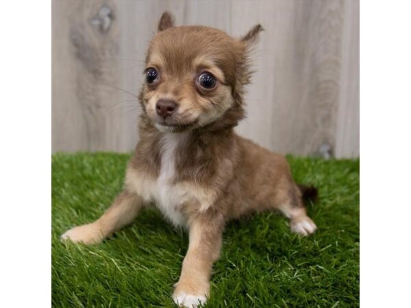 Chihuahua-DOG-Female-Fawn-29171-Petland Frisco & Mckinney, Texas