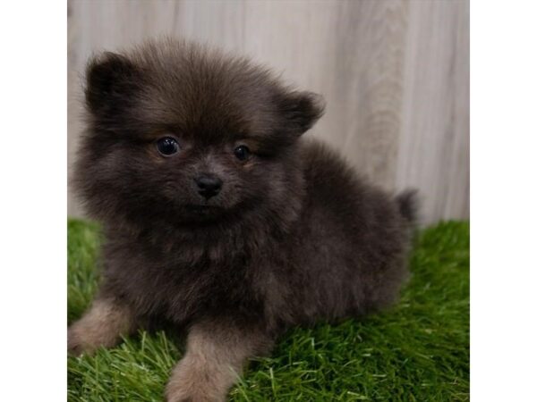 Pomeranian DOG Female Wolf Sable 29172 Petland Frisco, Texas