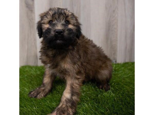 Soft Coated Wheaten Terrier-DOG-Male-Wheaten-29173-Petland Frisco, Texas