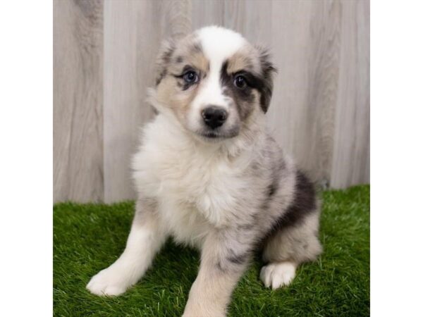 Miniature Australian Shepherd DOG Female Blue Merle 29177 Petland Frisco, Texas