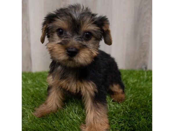 Yorkshire Terrier DOG Female Black / Tan 29179 Petland Frisco, Texas