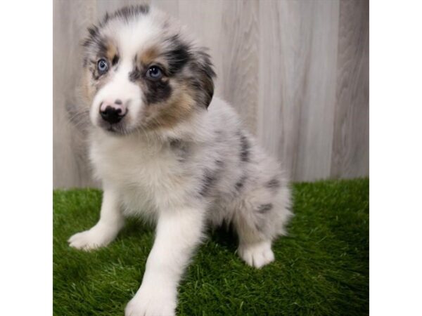 Miniature Australian Shepherd DOG Male Blue Merle 29180 Petland Frisco, Texas