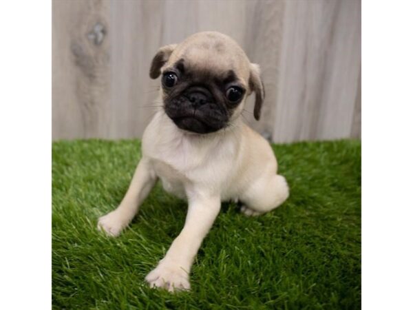 Pug DOG Female Fawn 29178 Petland Frisco, Texas