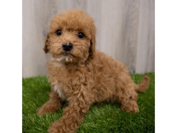 Goldendoodle Mini 2nd Gen DOG Female Red 29186 Petland Frisco, Texas