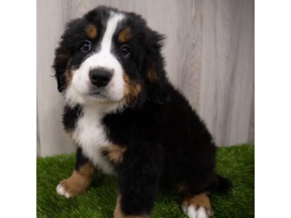 Bernese Mountain Dog DOG Female Black White / Tan 29181 Petland Frisco, Texas