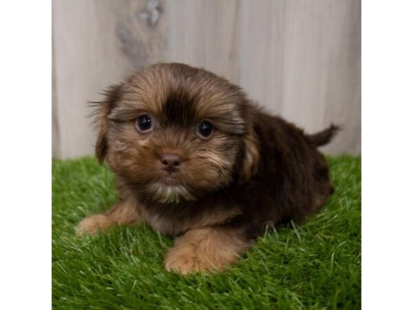 Shorkie DOG Female Chocolate / Tan 29188 Petland Frisco, Texas