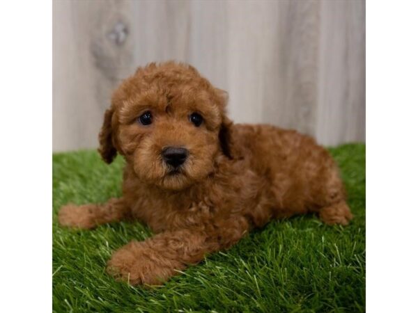 Poodle DOG Female Dark Red 29185 Petland Frisco, Texas