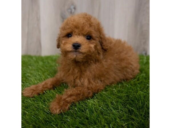 Goldendoodle Mini 2nd Gen DOG Male Dark Red 29187 Petland Frisco, Texas