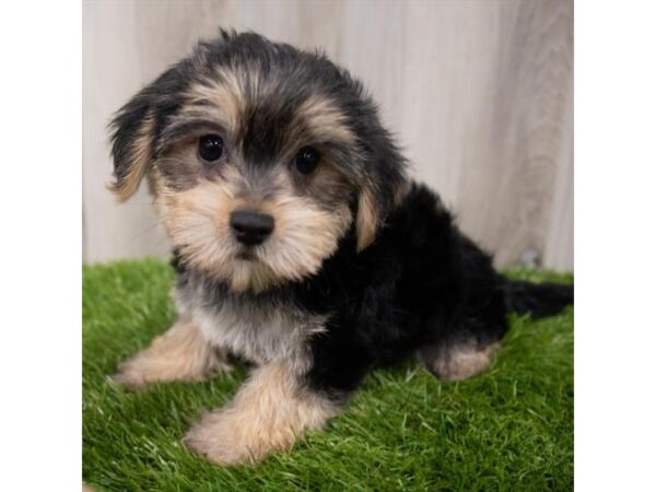 Morkie DOG Female Black / Tan 29191 Petland Frisco, Texas