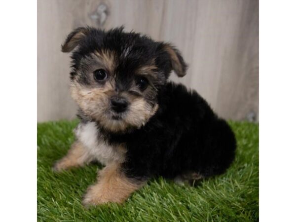 Yorkiepoo DOG Female Black / Tan 29192 Petland Frisco, Texas