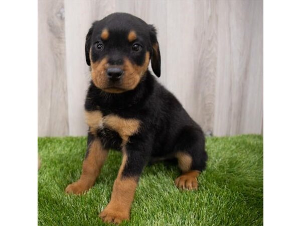 Rottweiler DOG Male Black / Tan 29237 Petland Frisco, Texas