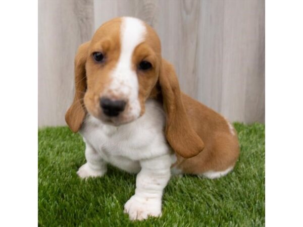 Basset Hound DOG Female Red 29249 Petland Frisco, Texas