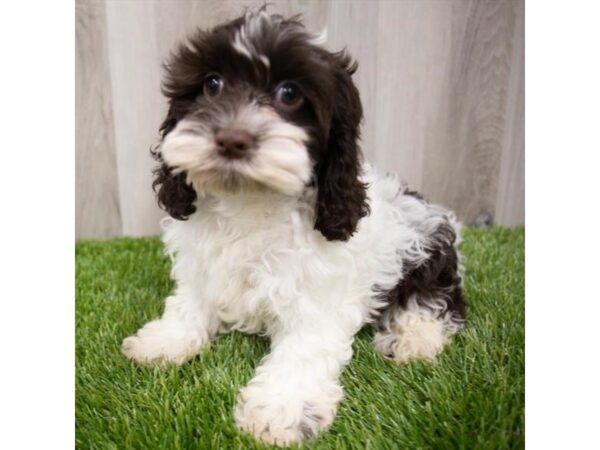 Cock A Poo DOG Female Chocolate 29252 Petland Frisco, Texas