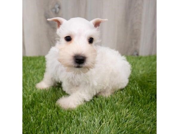 Miniature Schnauzer DOG Male White 29236 Petland Frisco, Texas
