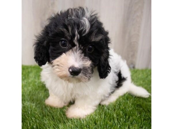 Havapoo-DOG-Female-Black-29248-Petland Frisco & Mckinney, Texas