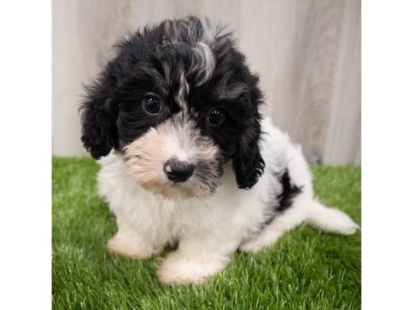 Havapoo-DOG-Female-Black-29248-Petland Frisco, Texas