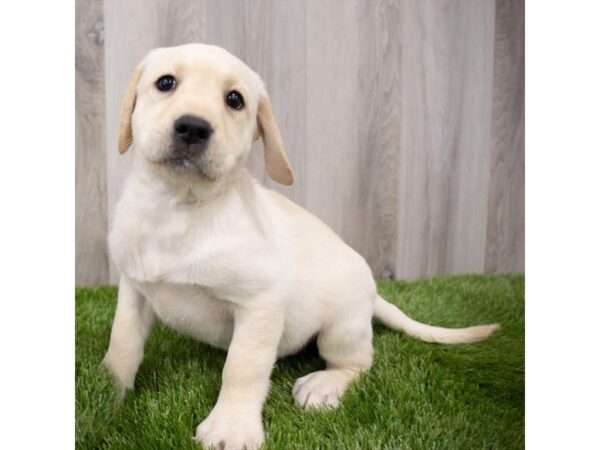 Labrador Retriever DOG Female Yellow 29246 Petland Frisco, Texas