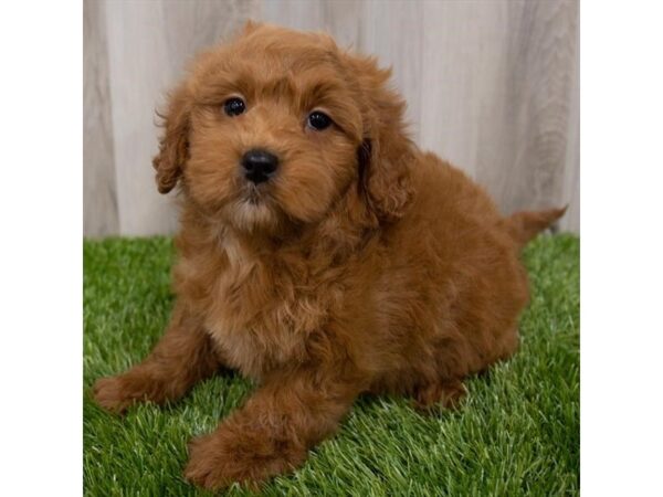 Goldendoodle Mini 2nd Gen DOG Female Red 29254 Petland Frisco, Texas