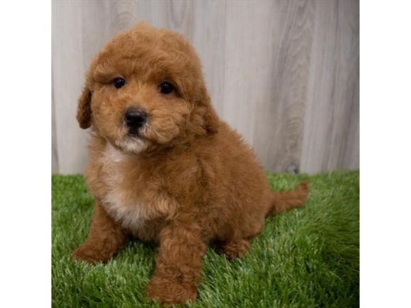 Goldendoodle Mini 2nd Gen DOG Male Red 29255 Petland Frisco, Texas