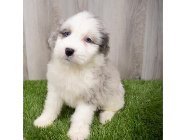 Mini Aussiedoodle DOG Female Blue Merle 29240 Petland Frisco, Texas