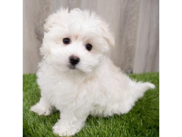 Maltese DOG Male White 29239 Petland Frisco, Texas