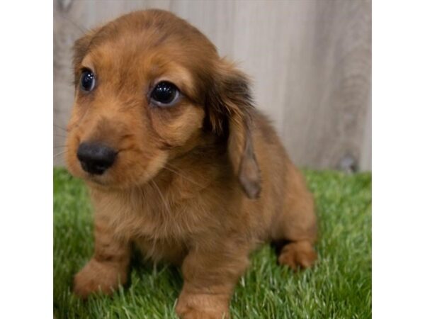 Dachshund DOG Male Wild Boar 29244 Petland Frisco, Texas