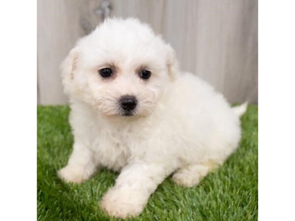 Bichon Frise DOG Female White 29250 Petland Frisco, Texas