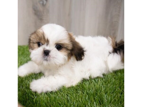 Shih Tzu DOG Female Gold / White 29253 Petland Frisco, Texas