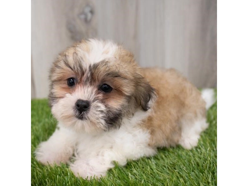 Malshi Puppy Gold / White ID:29245 Located at Petland Frisco & Mckinney ...