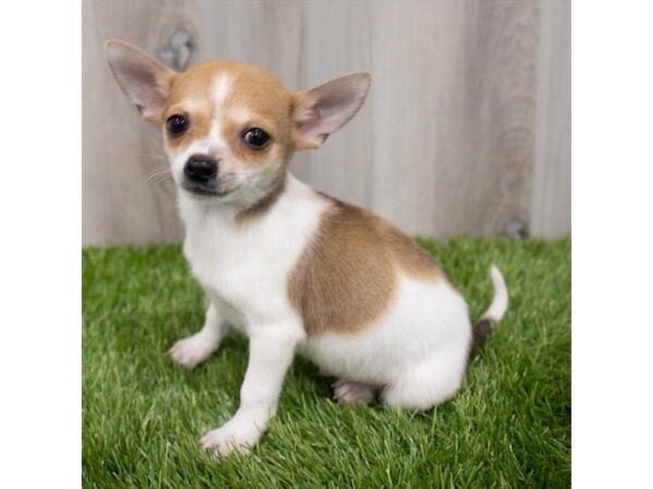 Chihuahua DOG Male Fawn 29234 Petland Frisco, Texas