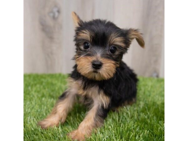 Yorkshire Terrier DOG Female Black / Tan 29238 Petland Frisco, Texas