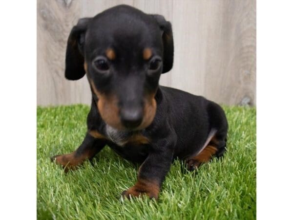 Dachshund-DOG-Female-Black / Tan-29235-Petland Frisco, Texas