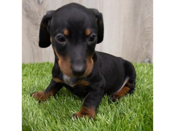 Dachshund DOG Female Black / Tan 29235 Petland Frisco, Texas