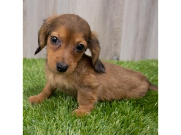 Dachshund-DOG-Female-Wild Boar-29242-Petland Frisco & Mckinney, Texas
