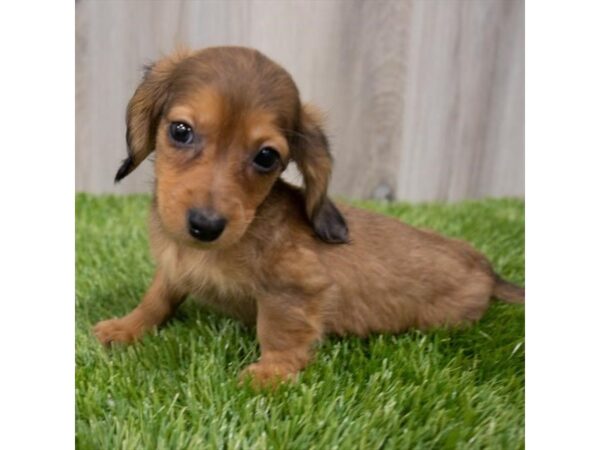 Dachshund DOG Female Wild Boar 29242 Petland Frisco, Texas