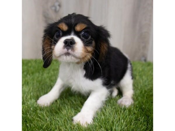 Cavalier King Charles Spaniel DOG Female Black White / Tan 29251 Petland Frisco, Texas