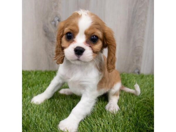 Cavalier King Charles Spaniel DOG Female Blenheim 29233 Petland Frisco, Texas