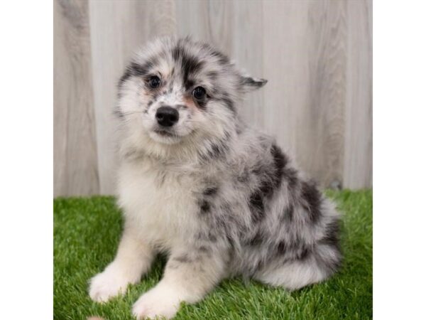 Pomsky DOG Male Blue Merle 29243 Petland Frisco, Texas