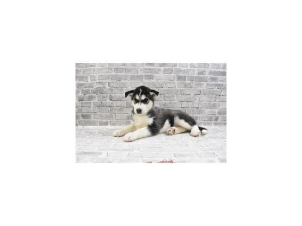 Siberian Husky DOG Male Black and White 29258 Petland Frisco, Texas