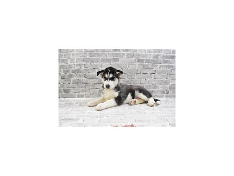 Siberian Husky-DOG-Male-Black and White-3463855-Petland Frisco, Texas