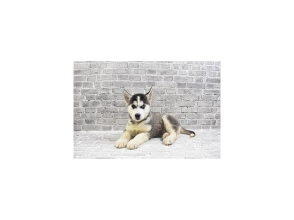 Siberian Husky DOG Male Black Grey and White 29259 Petland Frisco, Texas