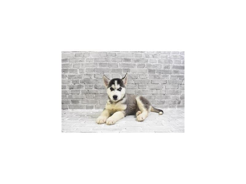 Siberian Husky-DOG-Male-Black Grey and White-3463915-Petland Frisco, Texas