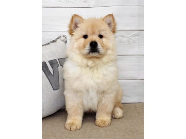 Chow Chow DOG Male Cream 29271 Petland Frisco, Texas