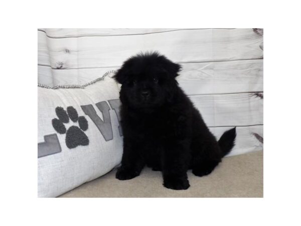 Chow Chow-DOG-Male-Black-29272-Petland Frisco & Mckinney, Texas