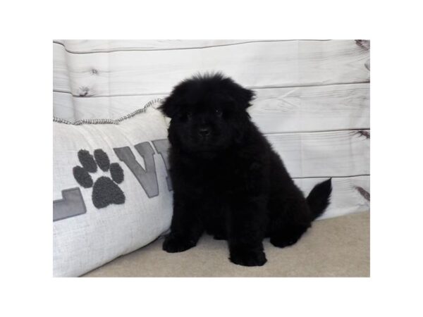 Chow Chow DOG Male Black 29272 Petland Frisco, Texas