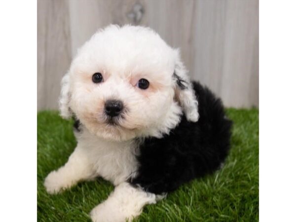 Sheepadoodle Mini DOG Male Black / White 29297 Petland Frisco, Texas